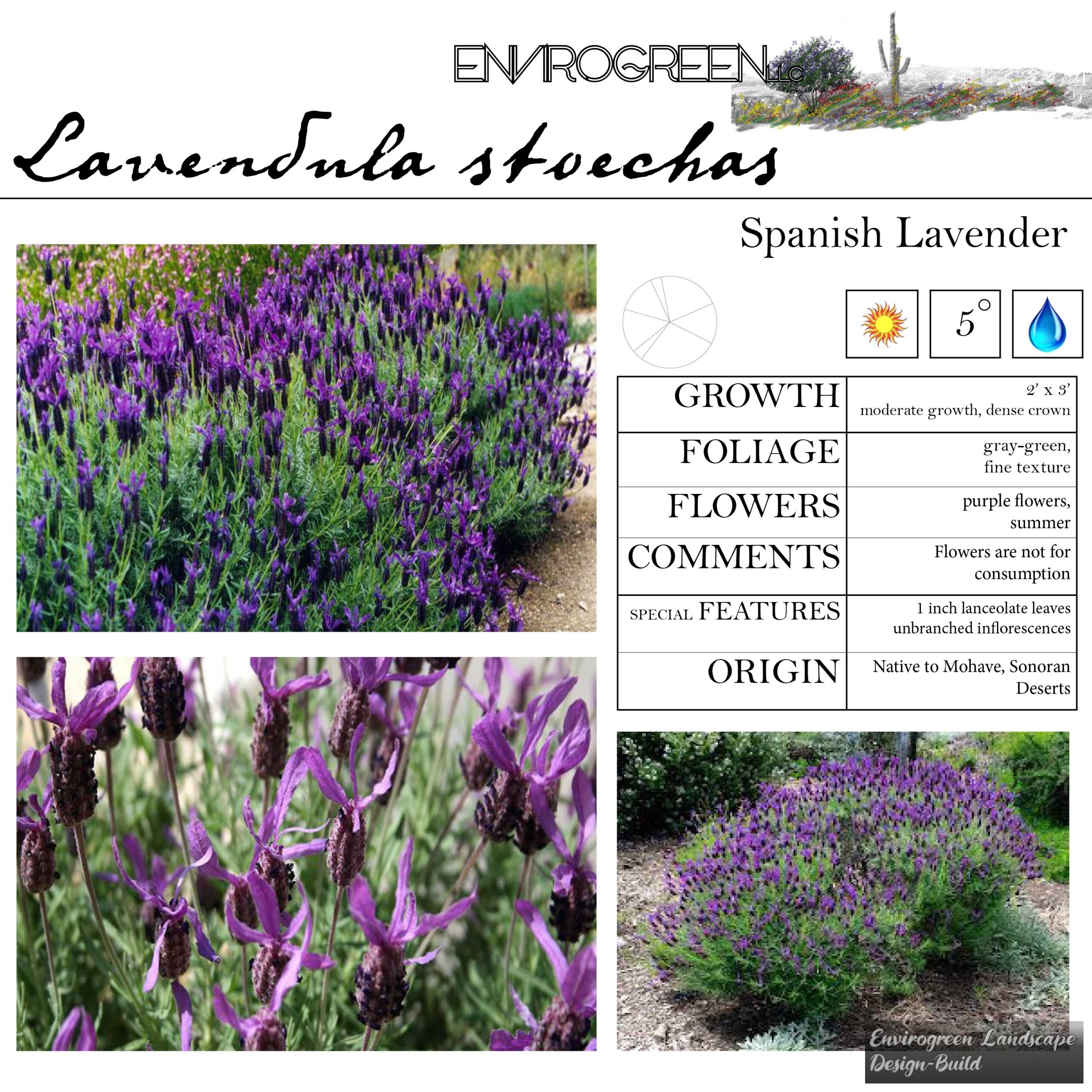 Lavendula stoechas