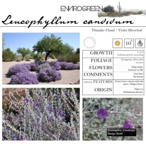 Leucophyllum-candidum-Thunder-Cloud-scaled-1.jpg