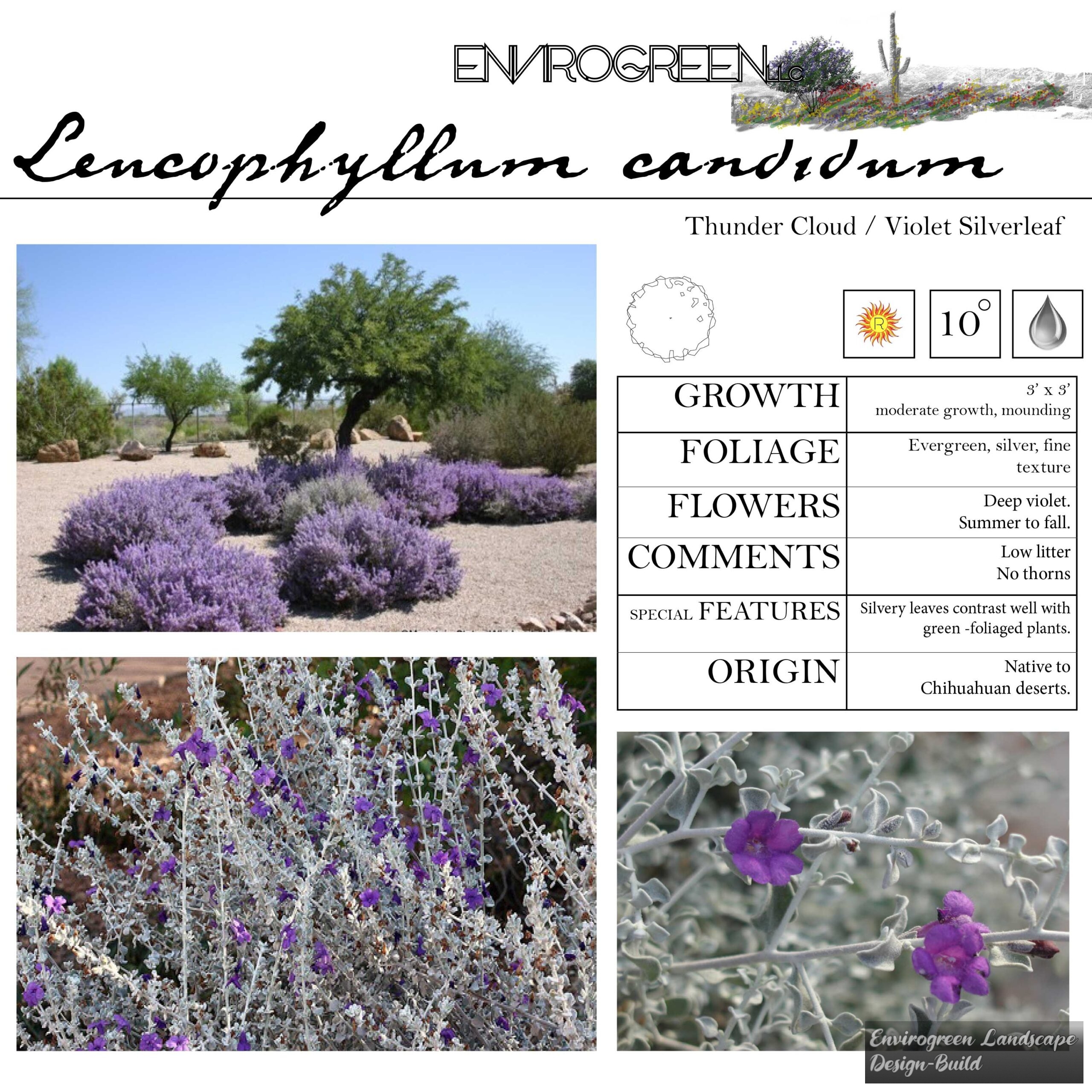 Leucophyllum candidum
