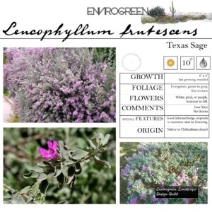 Leucophyllum-frutescens-Texas-Rage-scaled-1.jpg