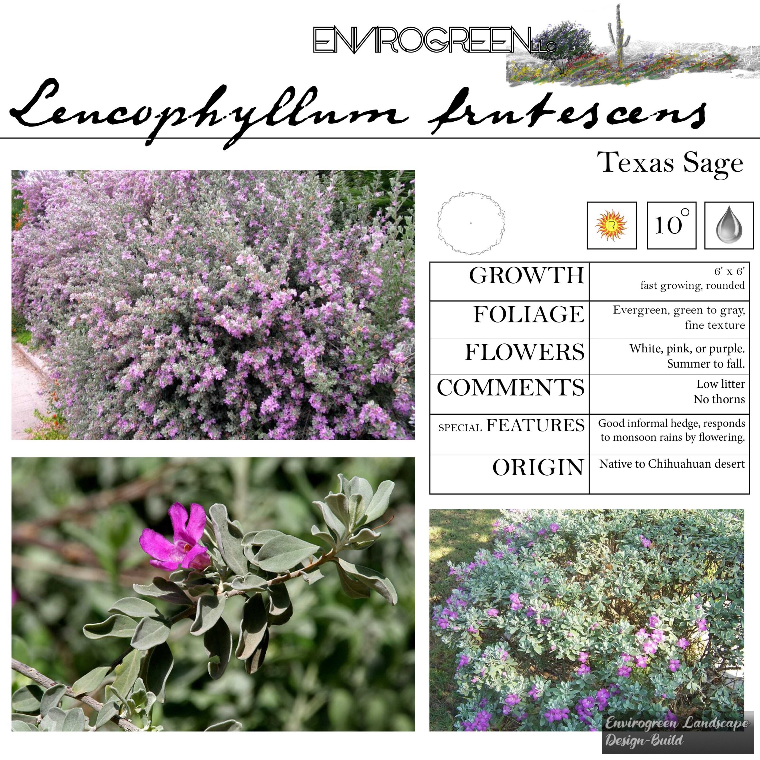 Leucophyllum frutescens