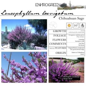 Leucophyllum-laevigatum-Chihuahuan-Sage-scaled-1.jpg
