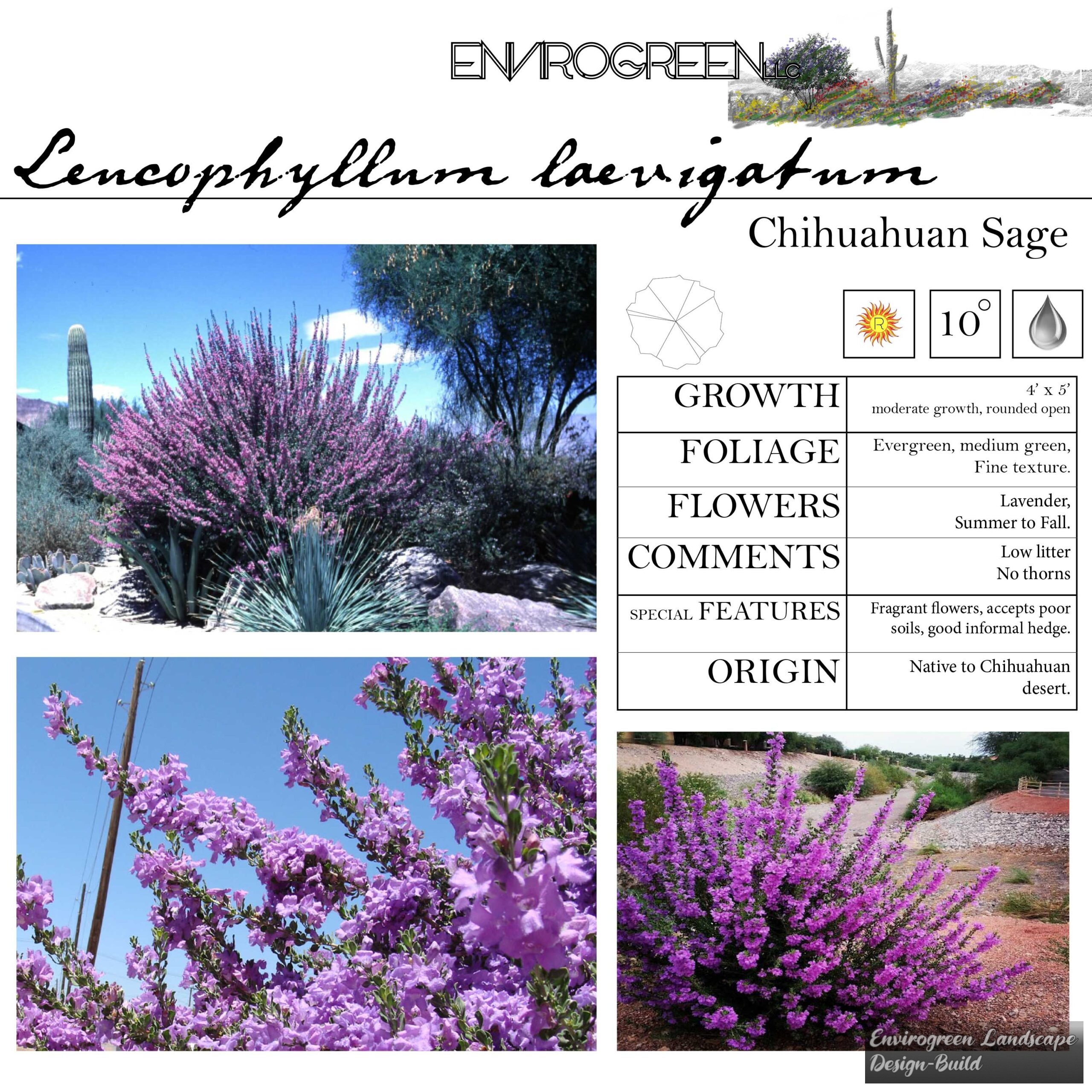 Leucophyllum laevigatum