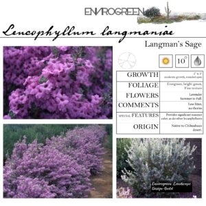 Leucophyllum-langmaniae-Langman_s-Sage-scaled-1.jpg