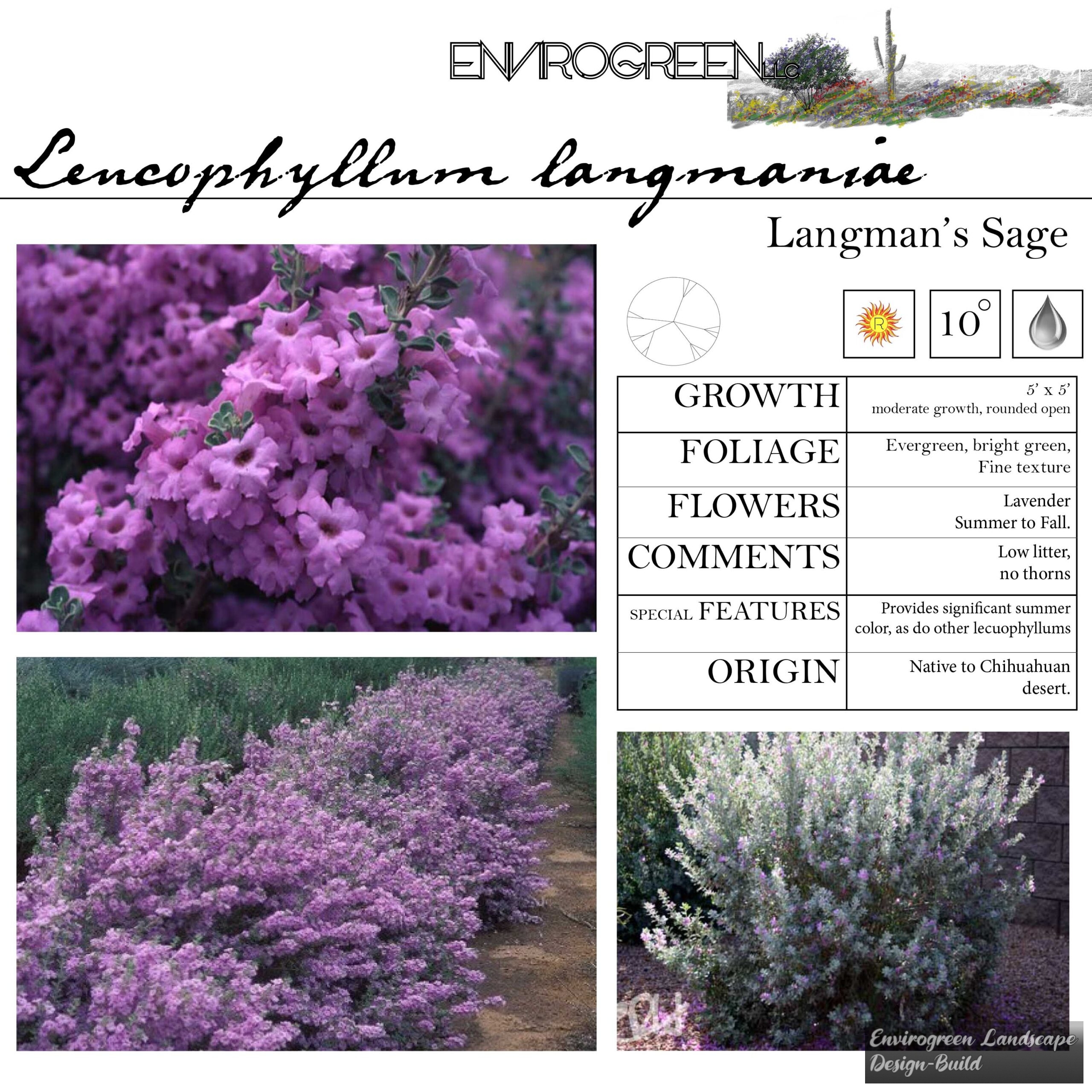 Leucophyllum langmaniae