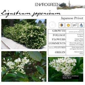Ligustrum-japonicum-Japanese-Privet-scaled-1.jpg