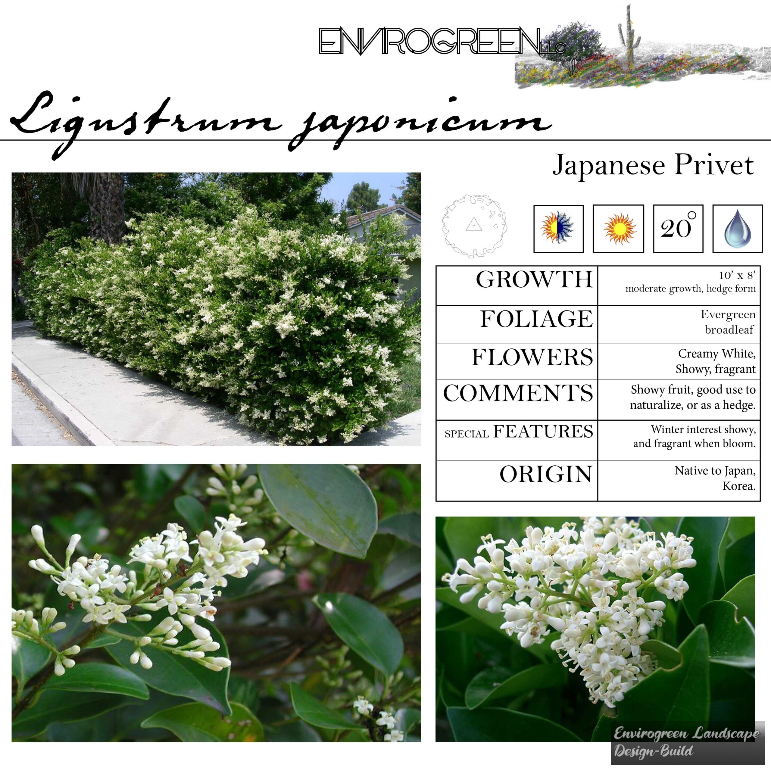Ligustrum japonicum