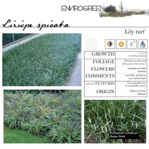 Liriope-spicata-Lily-Turf-scaled-1.jpg