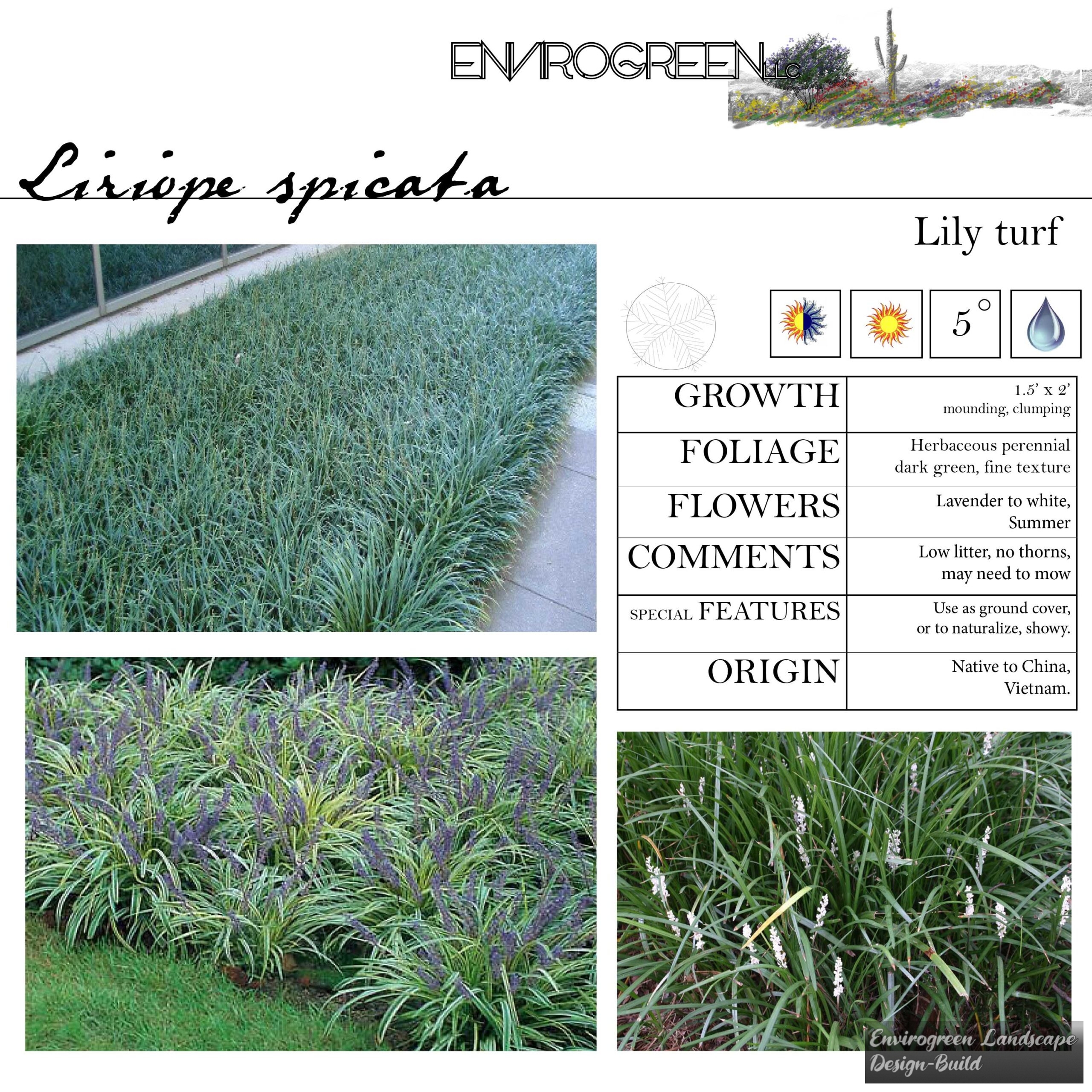 Liriope spicata