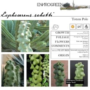 Lophocereus-schotti-Totem-Pole-Cactus-scaled-1.jpg