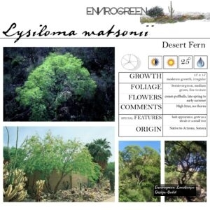 Lysiloma-watsonii-Desert-Fern-scaled-1.jpg
