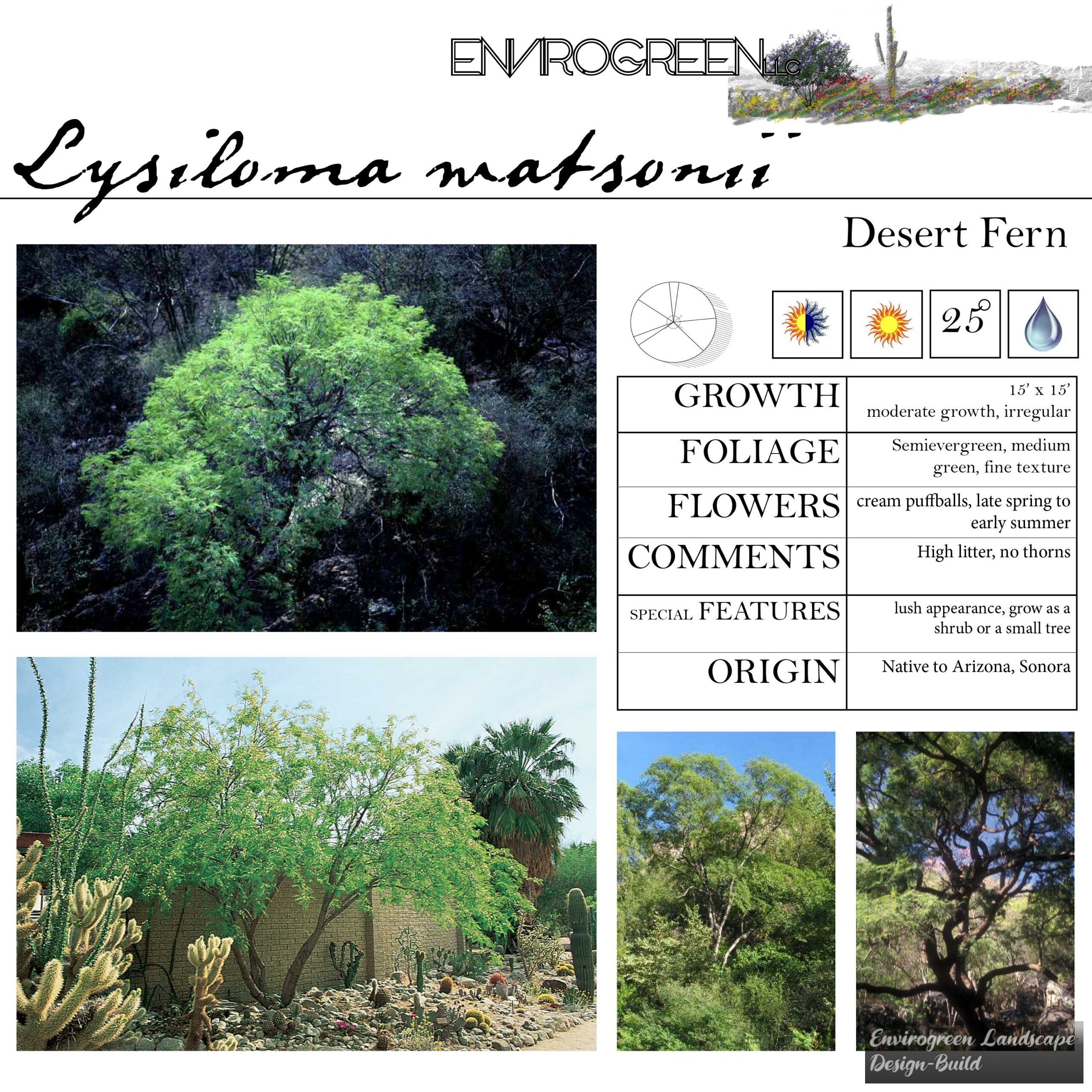 Lysiloma watsonii