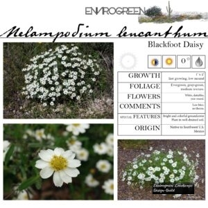 Melampodium-leucanthum-Blackfoot-Daisy-scaled-1.jpg
