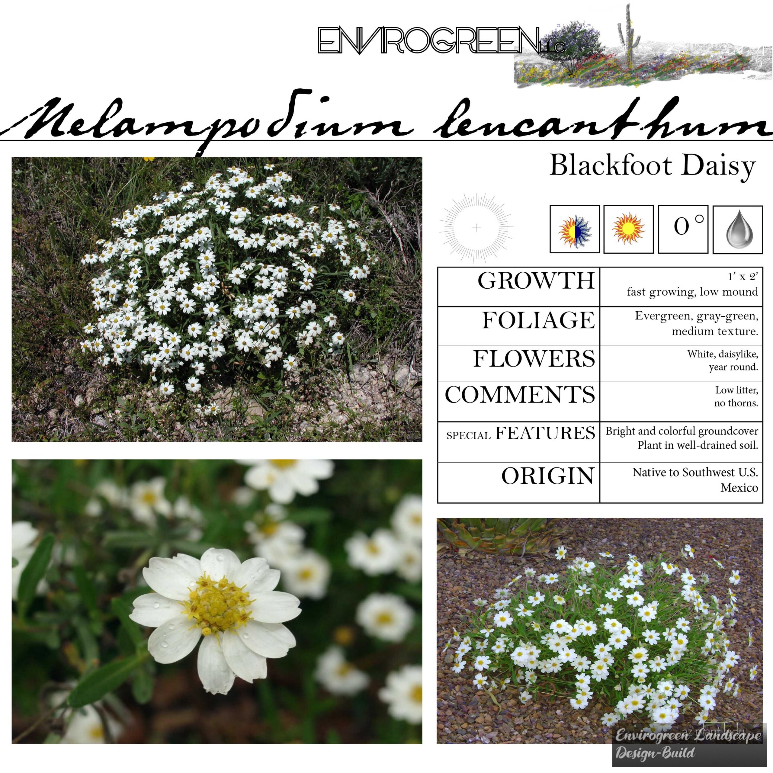 Melampodium leucanthum