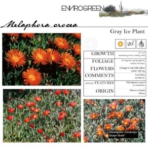 Melaphora-crocea-Gray-Ice-Plant-scaled-1.jpg