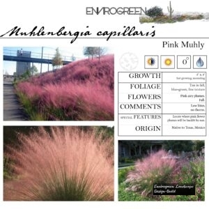 Muhlenbergia-capillaris-Pink-Muhly-scaled-1.jpg