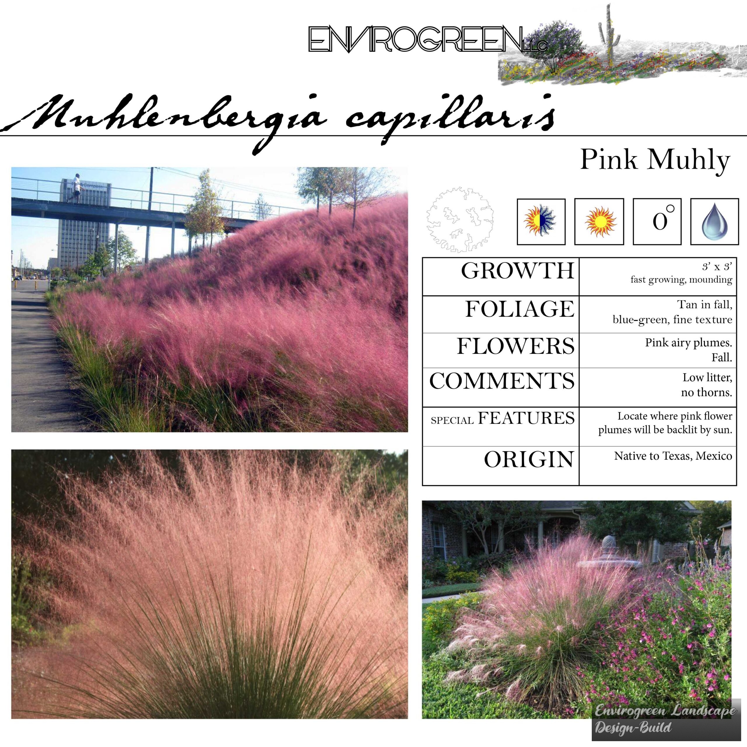 Muhlenbergia capillaris