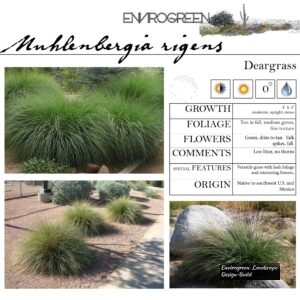 Muhlenbergia-rigens-Deargrass-scaled-1.jpg