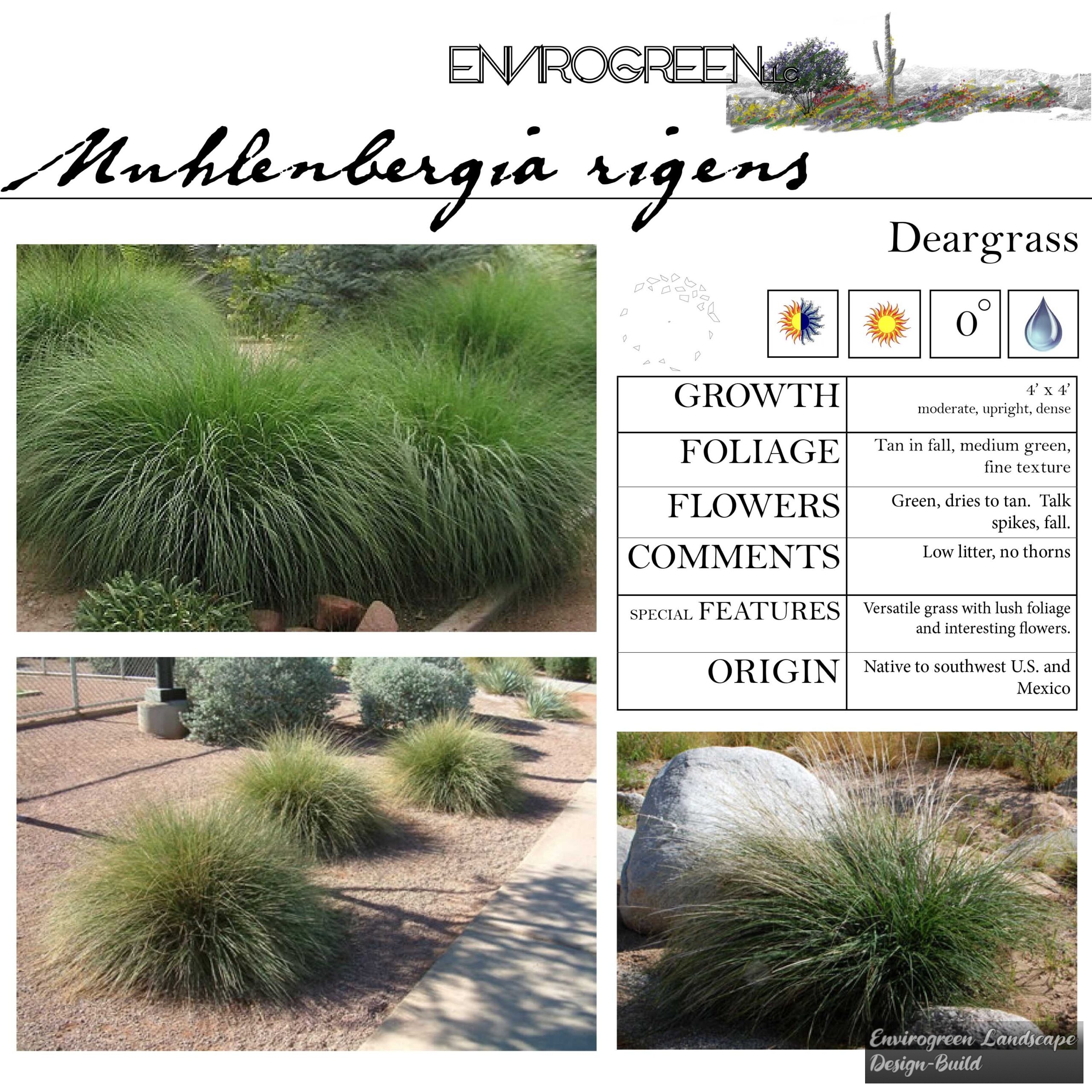 Muhlenbergia rigens