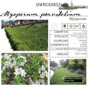 Myoporum-parvifolium-Myoporum-scaled-1.jpg