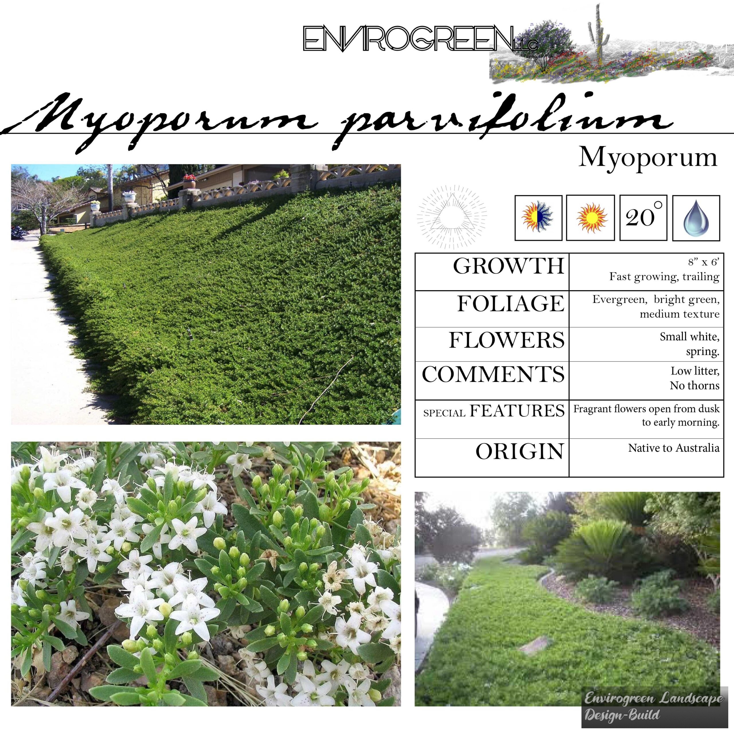 Myoporum parvifolium