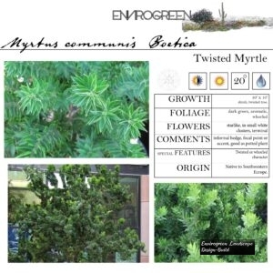 Myrtus-communis-Boetica-Twisted-Myrtle-scaled-1.jpg