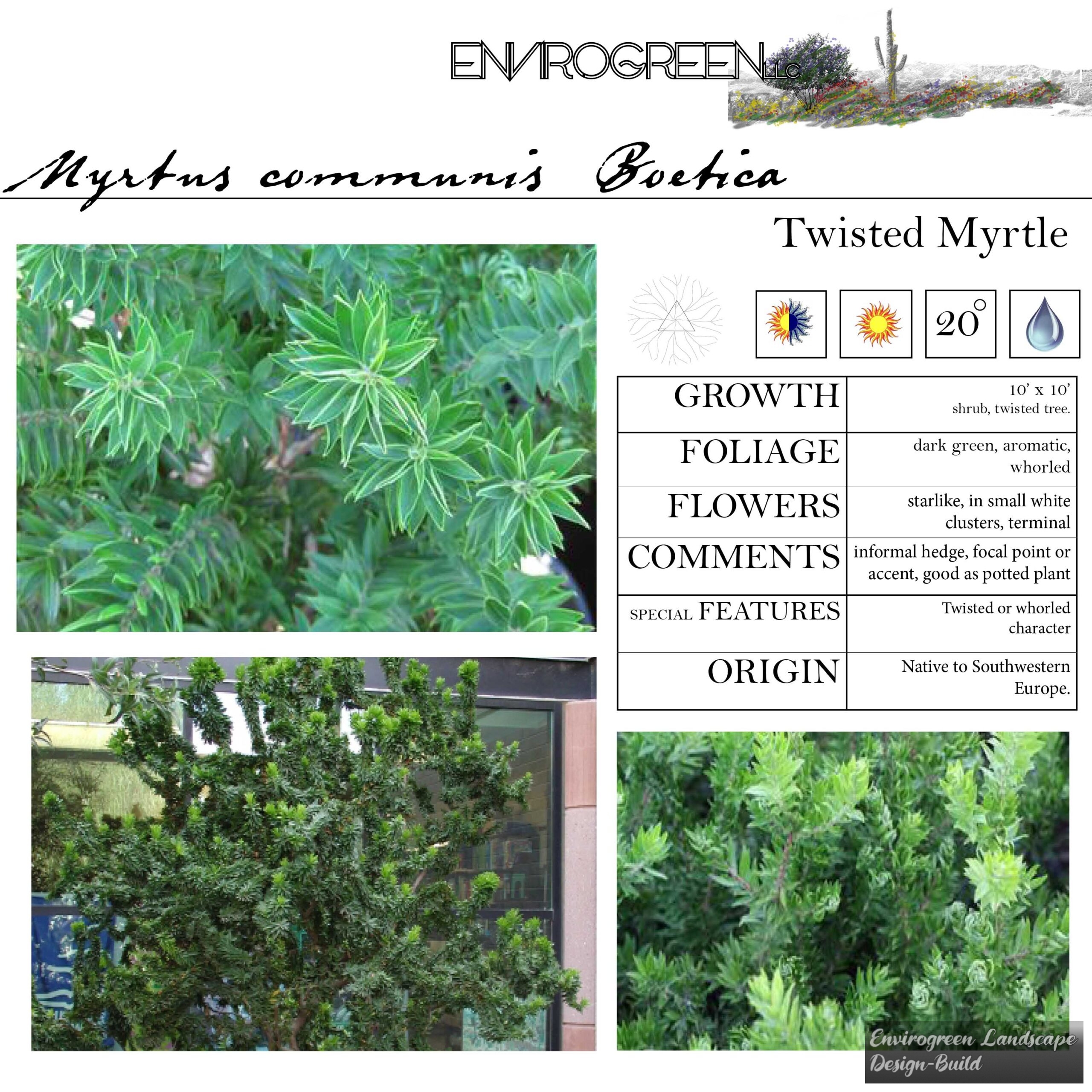 Myrtus communis Boetica