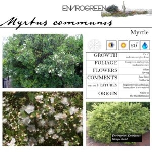 Myrtus-communis-Common-Myrtle-scaled-1.jpg