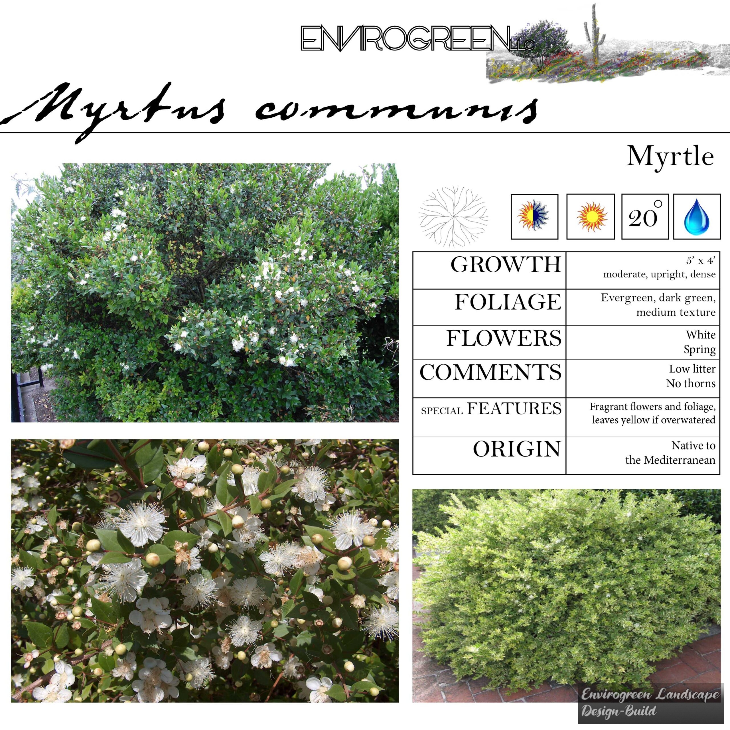 Myrtus communis