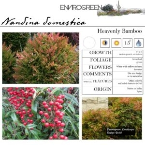 Nandina-domestica-Heavenly-Bamboo-scaled-1.jpg