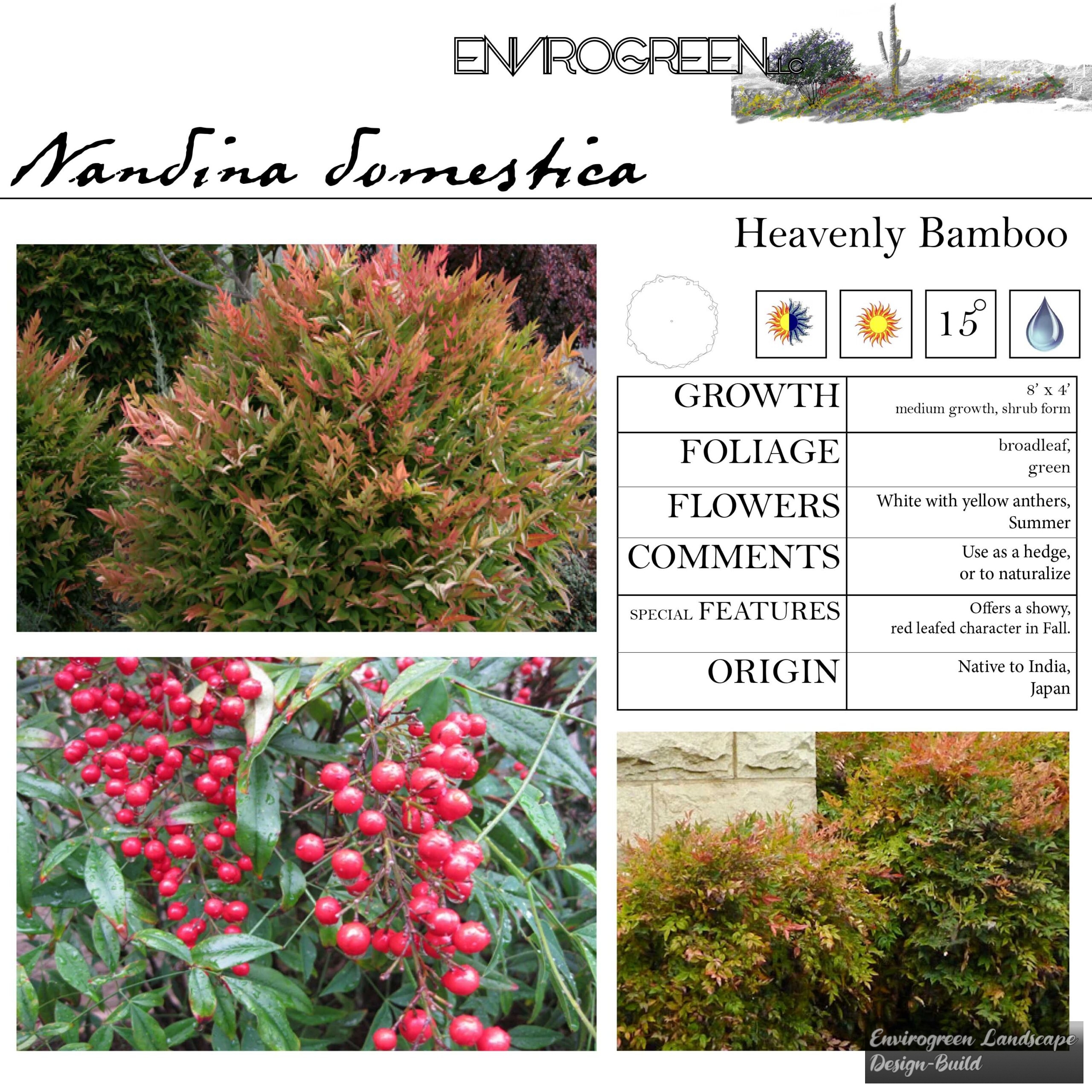 Nandina domestica