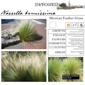 Nassella-tenuissima-Mexican-Feather-Grass-scaled-1.jpg