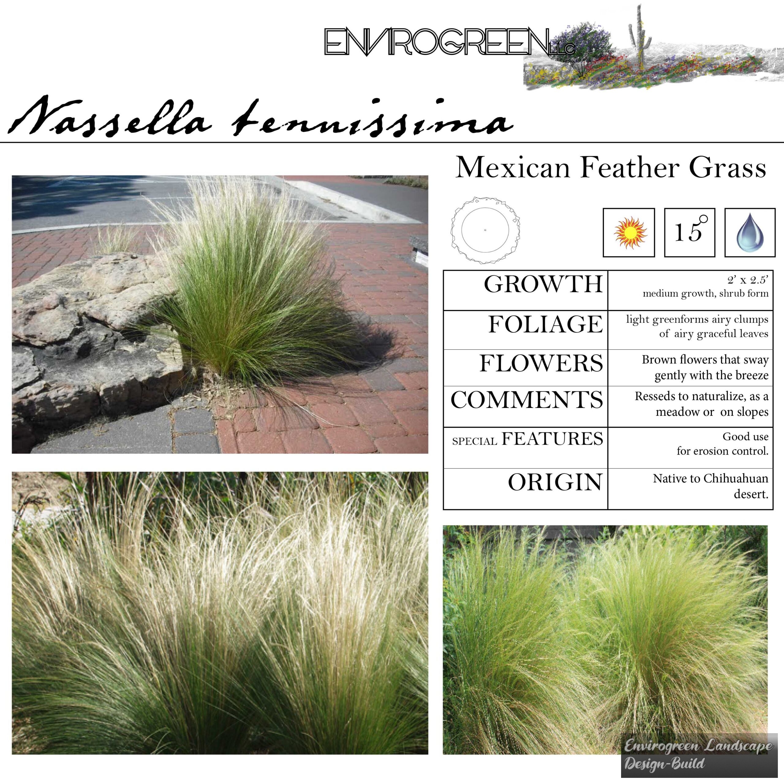 Nassella tenuissima