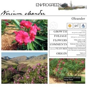 Nerium-oleander-Oleander-scaled-1.jpg