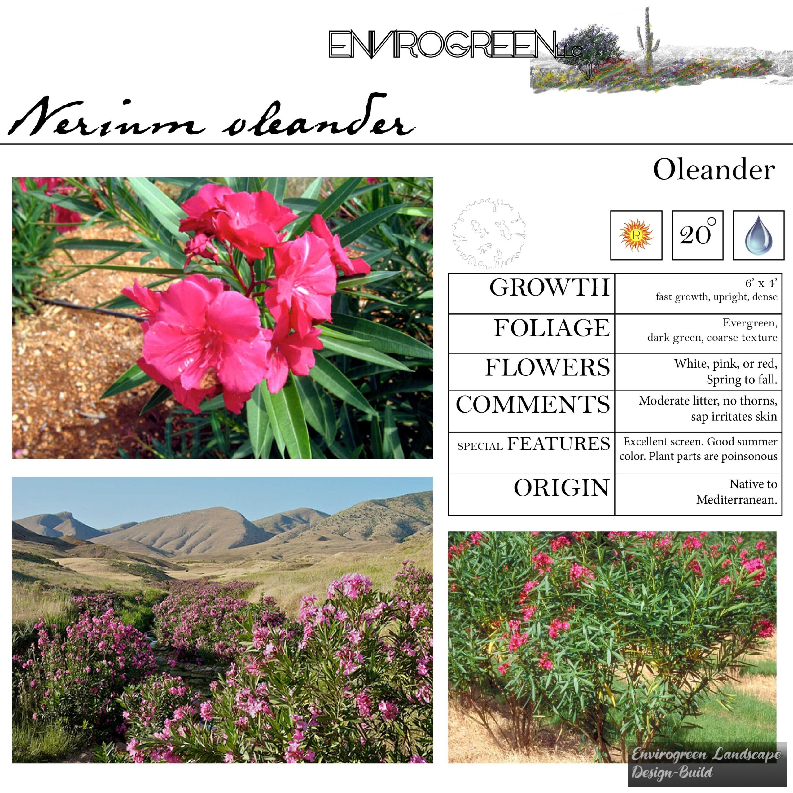 Nerium oleander