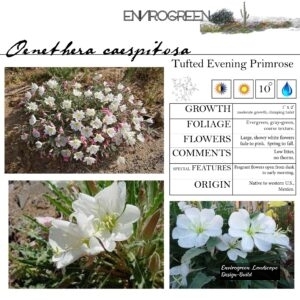Oenethera-caespitosa-Tufted-Evening-Primrose-scaled-1.jpg
