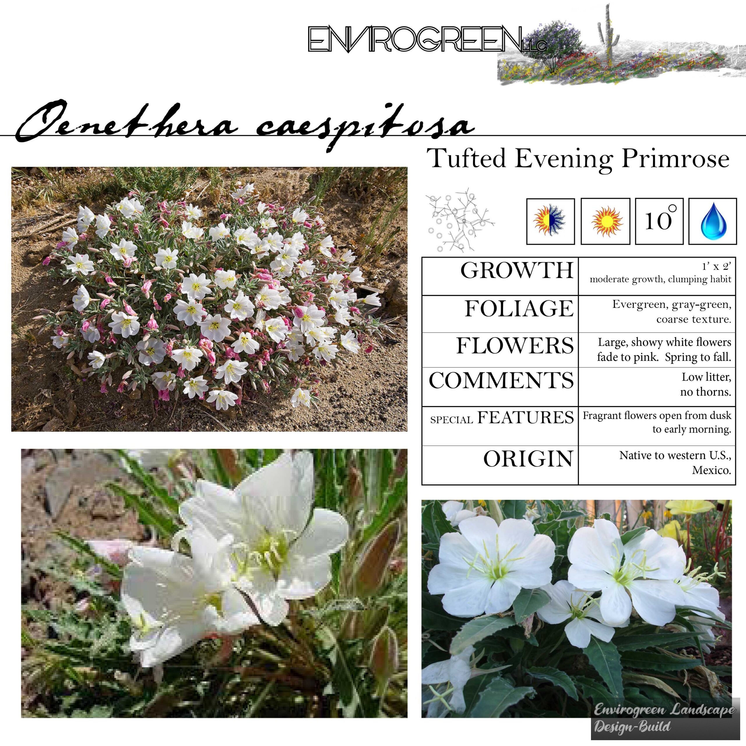 Oenethera caespitosa