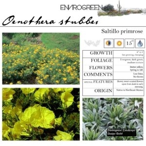 Oenothera-stubbei-Saltillo-Primrose-scaled-1.jpg