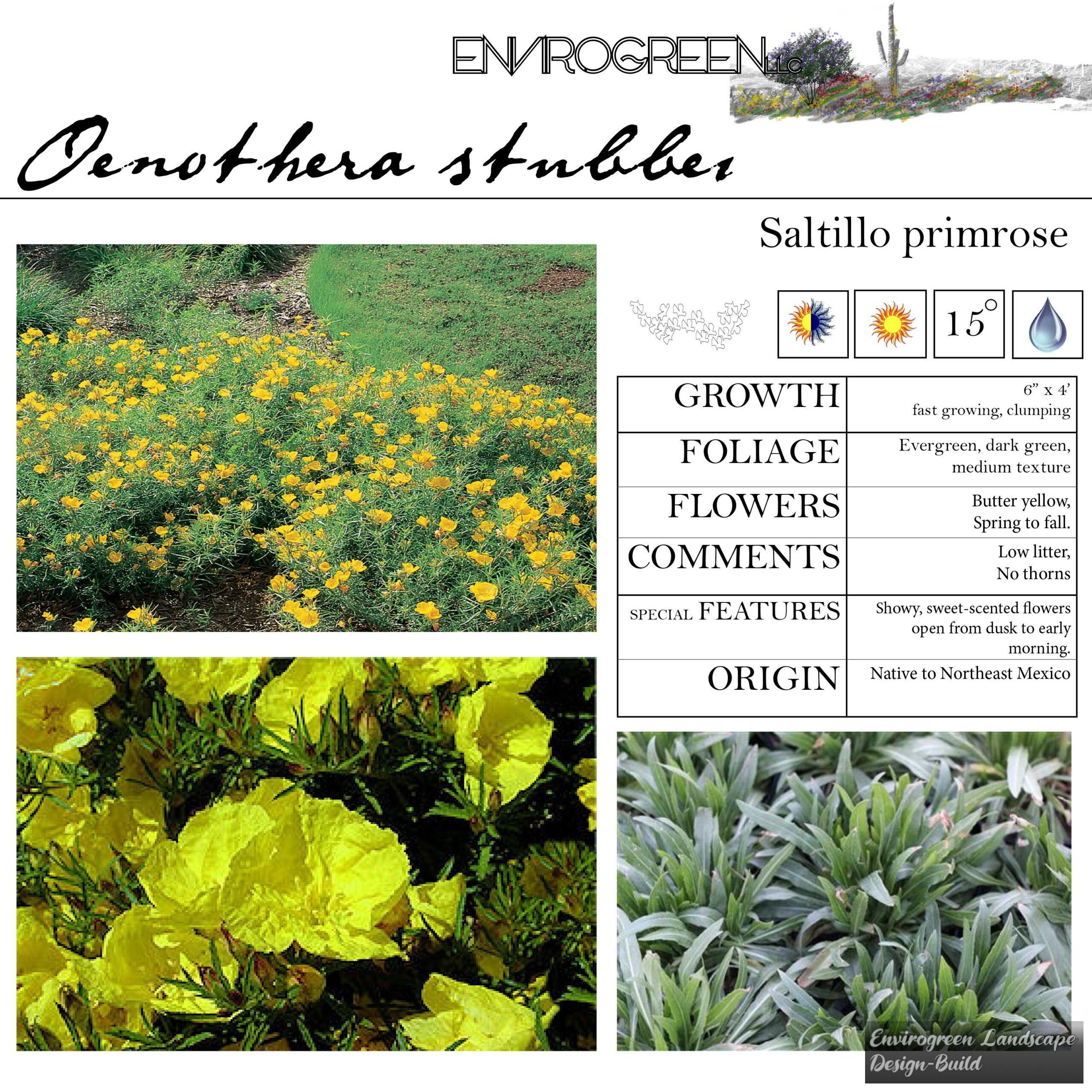 Oenothera stubbei