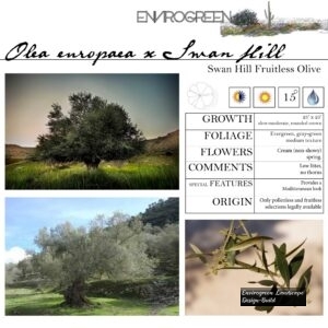 Olea-europaea-x-_Swan-Hill_-Swan-Hill-Fruitless-Olive-scaled-1.jpg