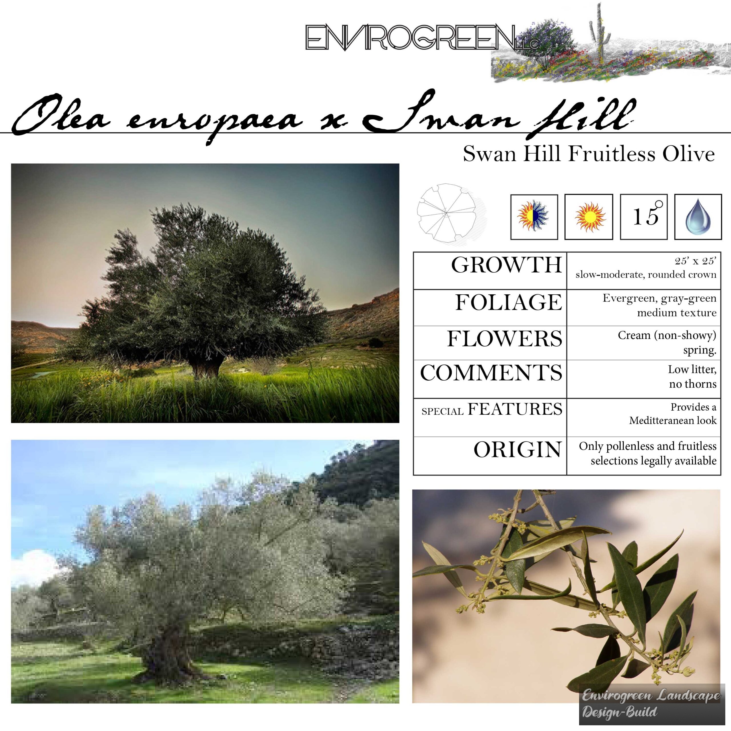 Olea europaea x Swan Hill