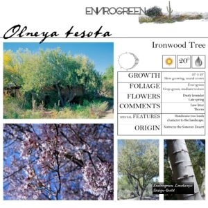 Olneya-tesota-Ironwood-scaled-1.jpg