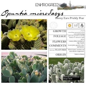 Opuntia-microdasys-Bunny-Ears-Prickly-Pear-scaled-1.jpg