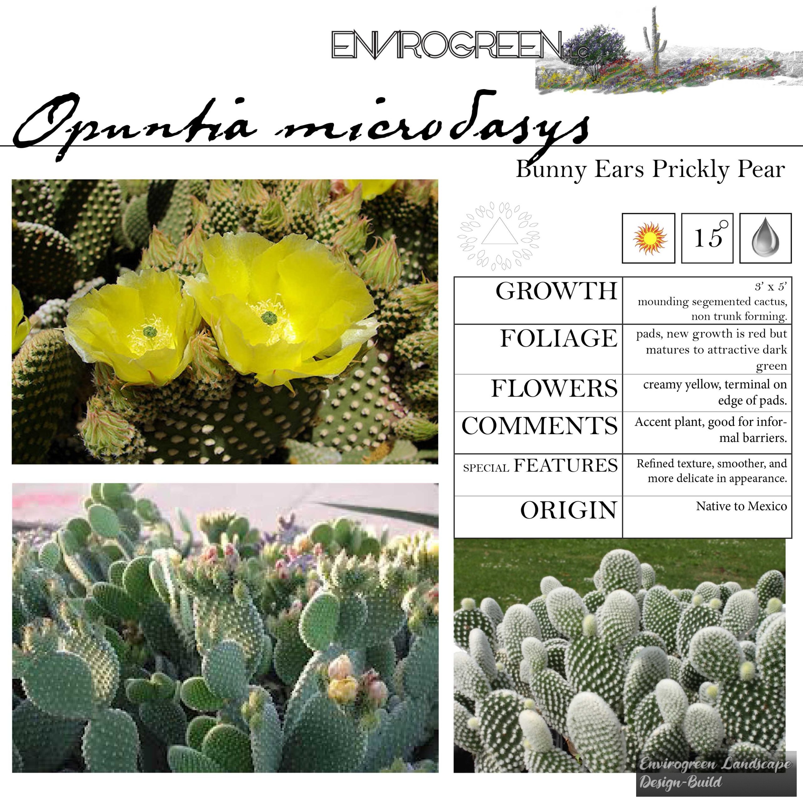 Bunny ears prickly pear