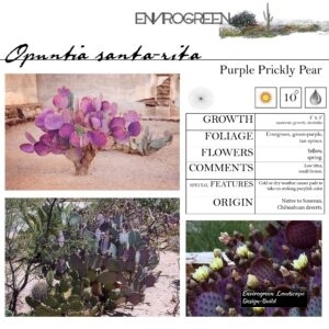 Opuntia-sant-rita-Purple-Prickly-Pear-scaled-1.jpg
