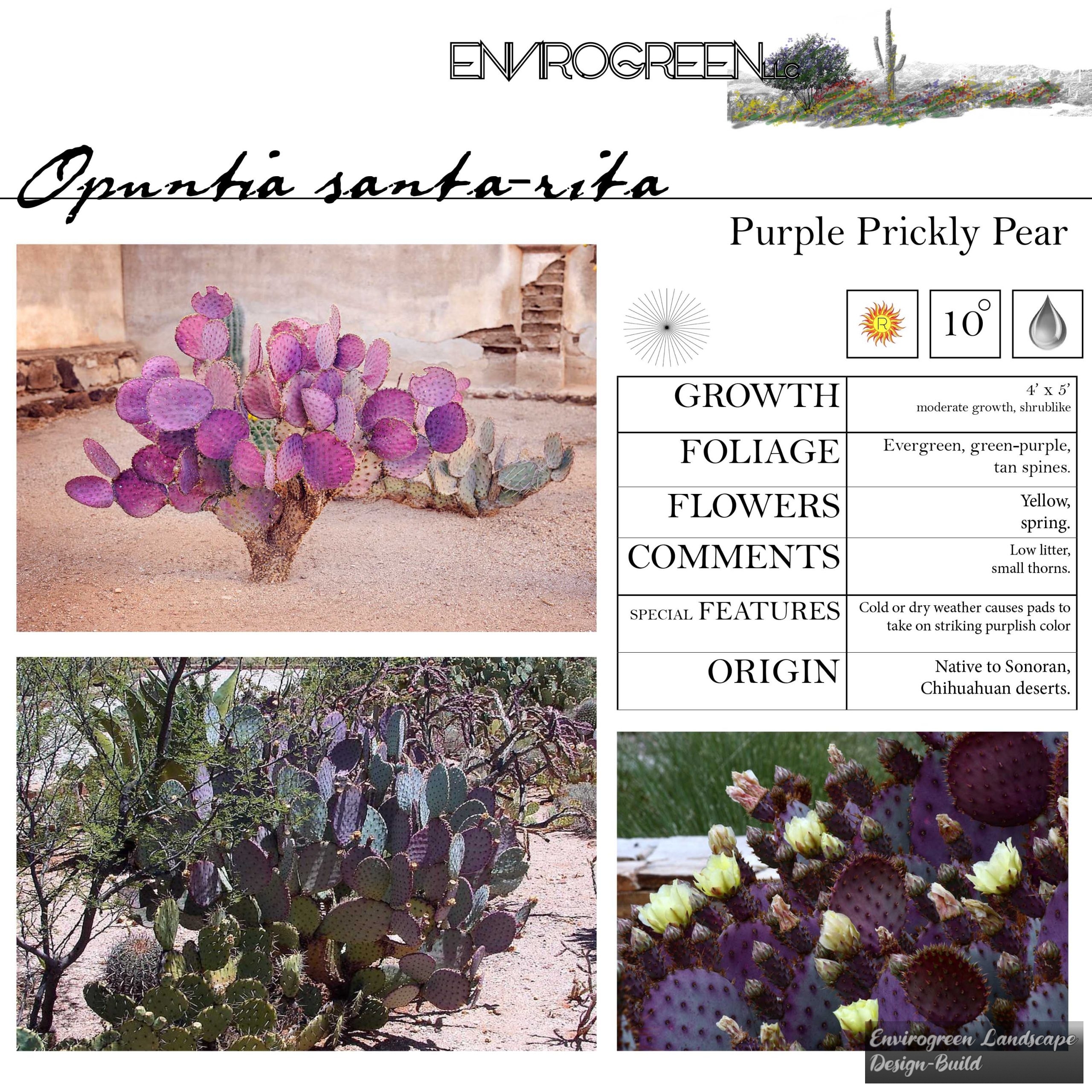Purple prickly pear