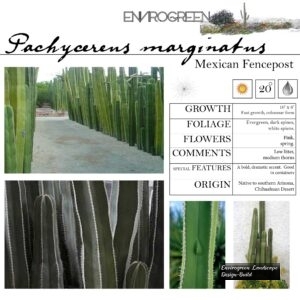 Pachycereus-marginatus-Mexican-Fencepost-scaled-1.jpg