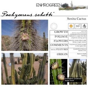 Pachycereus-schotti-Senita-Cactus-scaled-1.jpg
