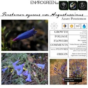 Penstemon-azureus-_angustissimus_-Blue-Penstemon-scaled-1.jpg