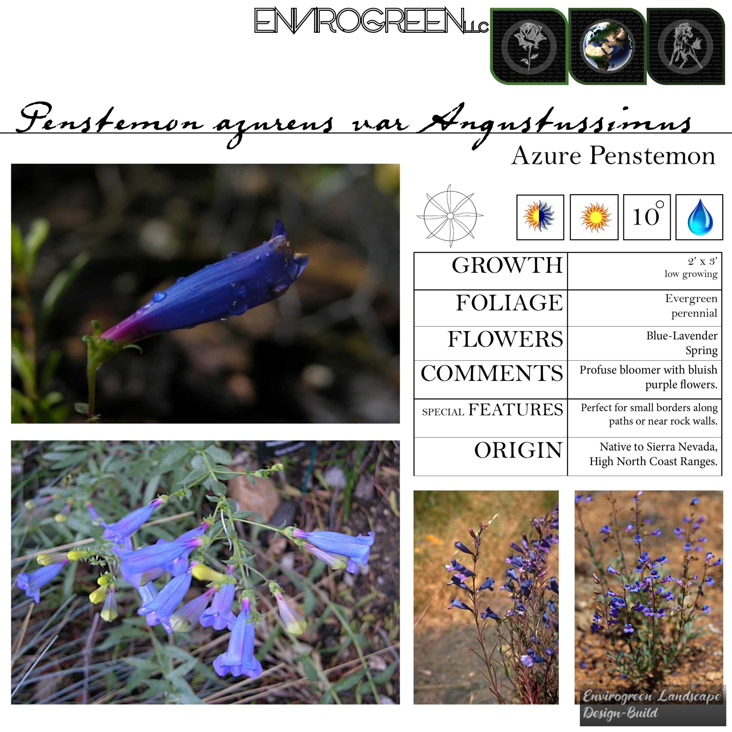 Penstemon azureus angustissimus